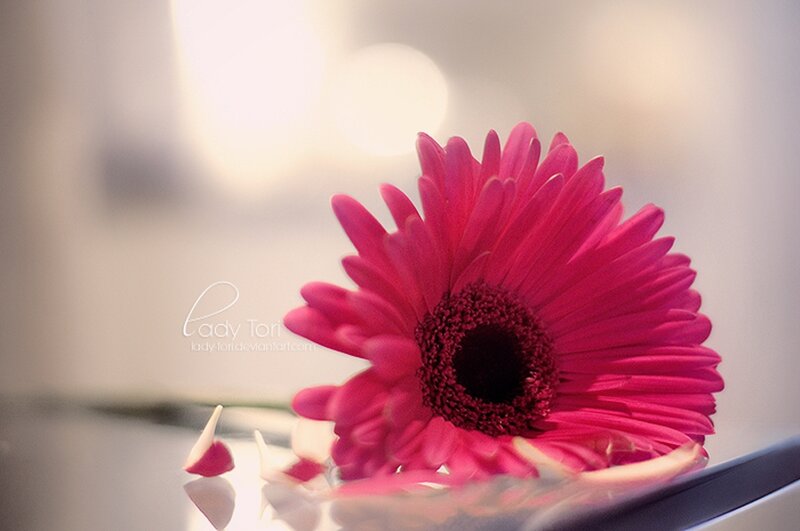 Pink Gerbera Daisy — Serene, Photograph, Flower, Petals, Reflection