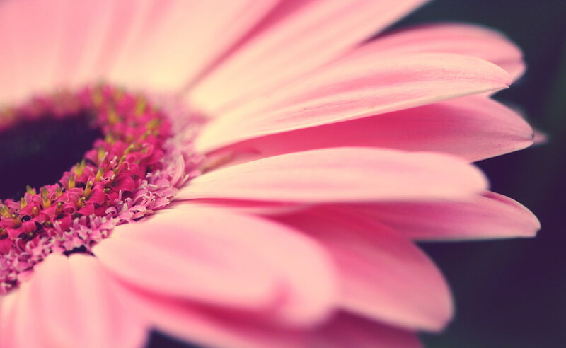 Pink Gerbera Daisy — Serene, Photograph, Flower, Petals