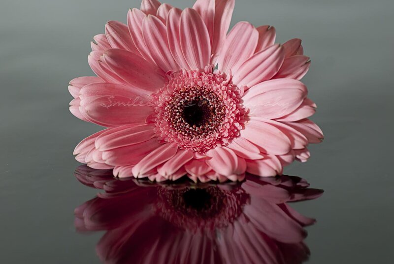 Pink Gerbera Daisy — Serene, Photograph, Flower, Reflection