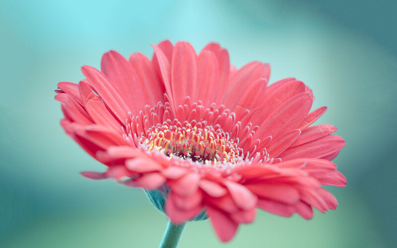 Pink Gerbera Daisy — Serene, Photograph, Flower, Stem, Blurred Background