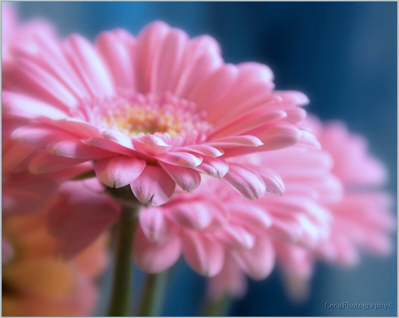 Pink Gerbera Daisy — Serene, Photograph, Flower, Stem, Blurry Background