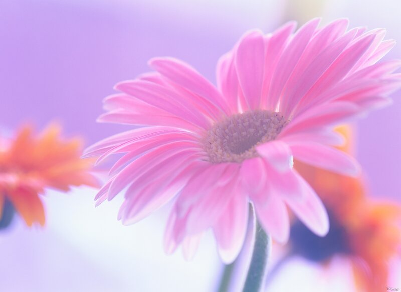 Pink Gerbera Daisy — Serene, Photograph, Flower, Stem