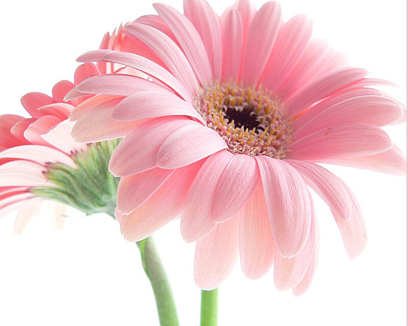 Pink Gerbera Daisy — Serene, Photograph, Flower, Stem, White Background