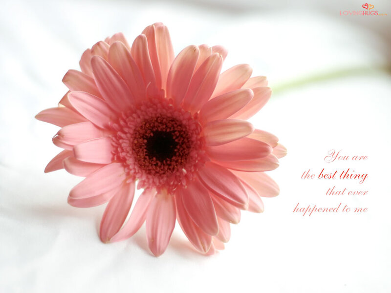 Pink Gerbera Daisy — Serene, Photograph, Flower, Text