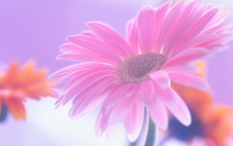 Pink Gerbera Daisy — Serene, Photograph, Flower