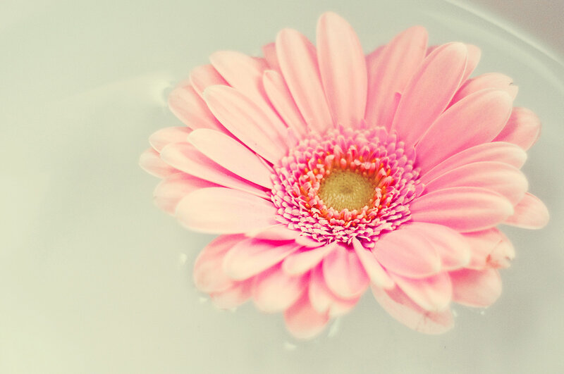 Pink Gerbera Daisy — Serene, Photograph, Flower, Water