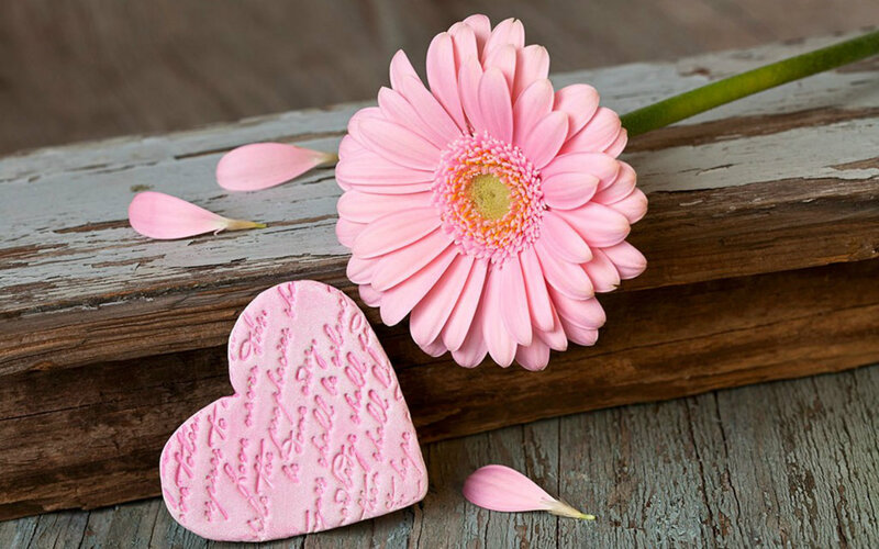 Pink Gerbera Daisy — Serene, Photograph, Heart-shaped Object