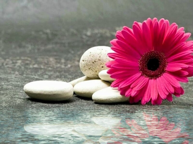 Pink Gerbera Daisy — Serene, Photograph, Pebbles