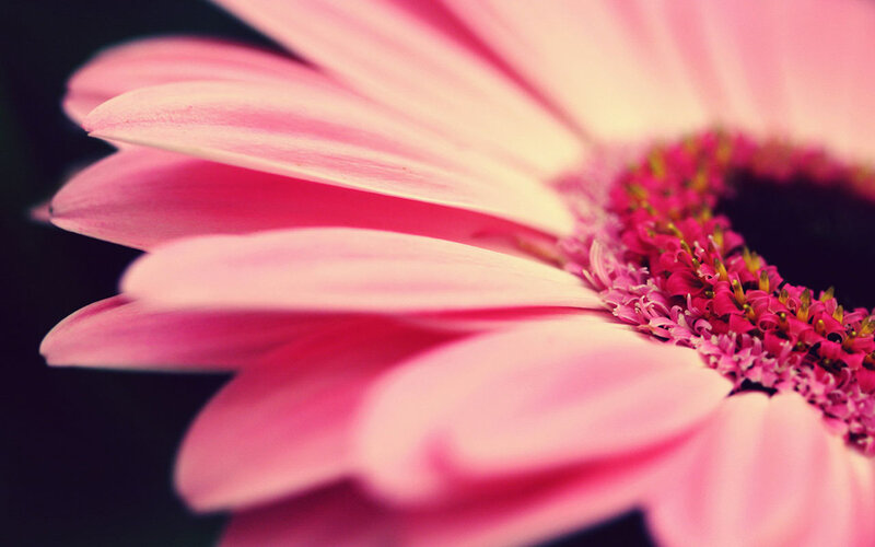 Pink Gerbera Daisy — Serene, Photograph, Petals, Center