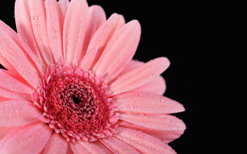 Pink Gerbera Daisy — Serene, Photograph, Petals, Droplets