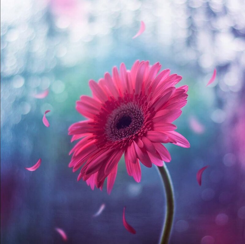 Pink Gerbera Daisy — Serene, Photograph, Petals, Stem