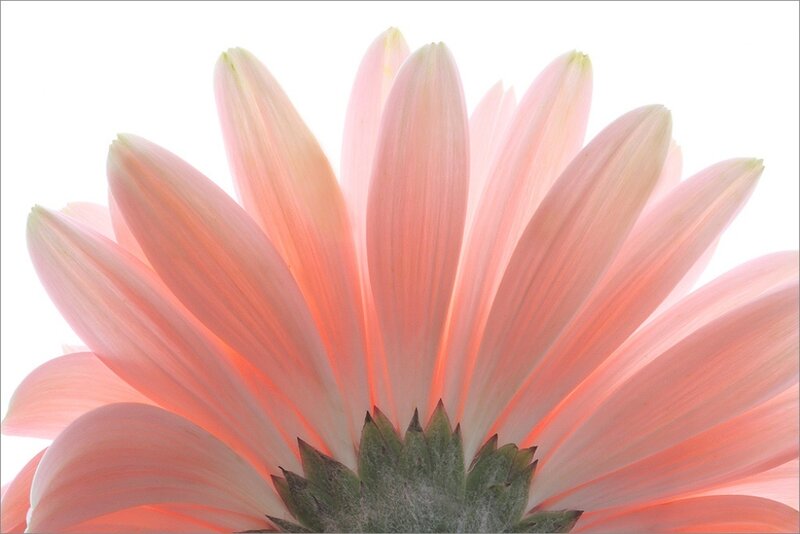 Pink Gerbera Daisy — Serene, Photograph, Petals