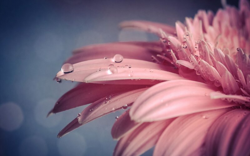 Pink Gerbera Daisy — Serene, Photograph, Petals, Water Droplets, Blue Background
