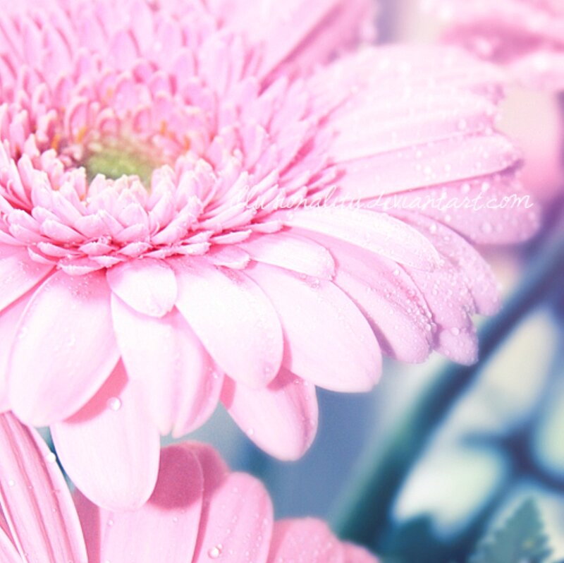 Pink Gerbera Daisy — Serene, Photograph, Petals, Water Droplets