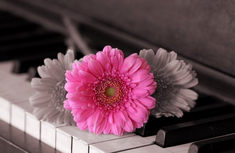 Pink Gerbera Daisy — Serene, Photograph, Piano Keys