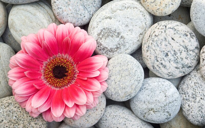 Pink Gerbera Daisy — Serene, Photograph, Rocks