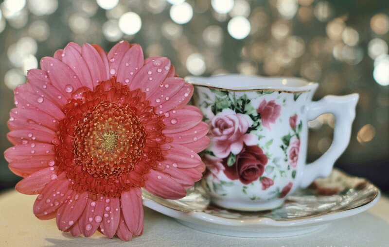 Pink Gerbera Daisy — Serene, Photograph, Teacup