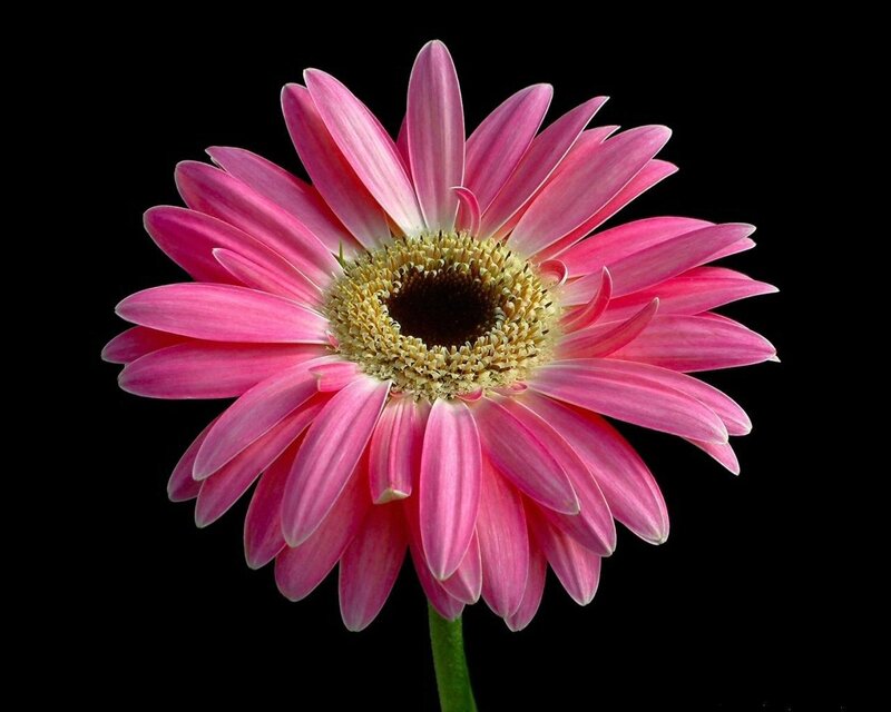 Pink Gerbera Daisy — Serene, Photograph