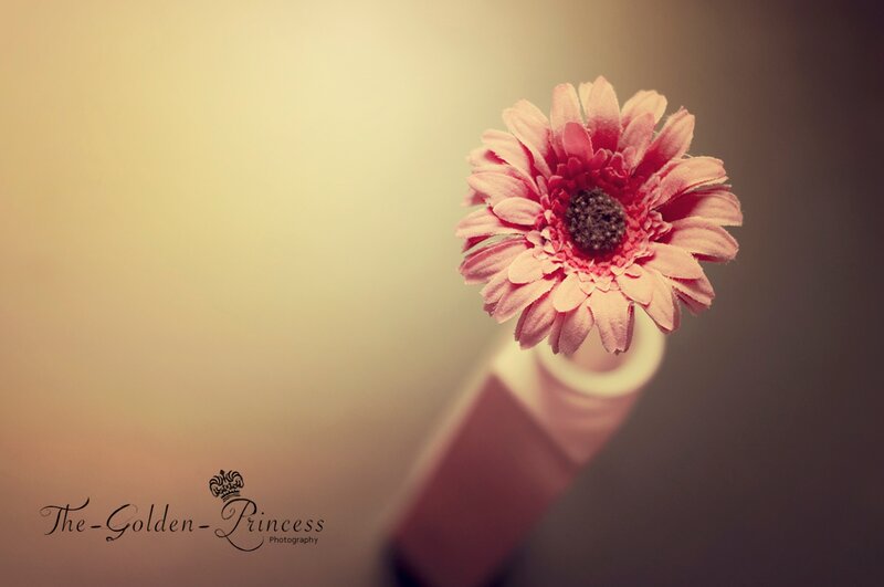 Pink Gerbera Daisy — Serene, Photograph, Vase