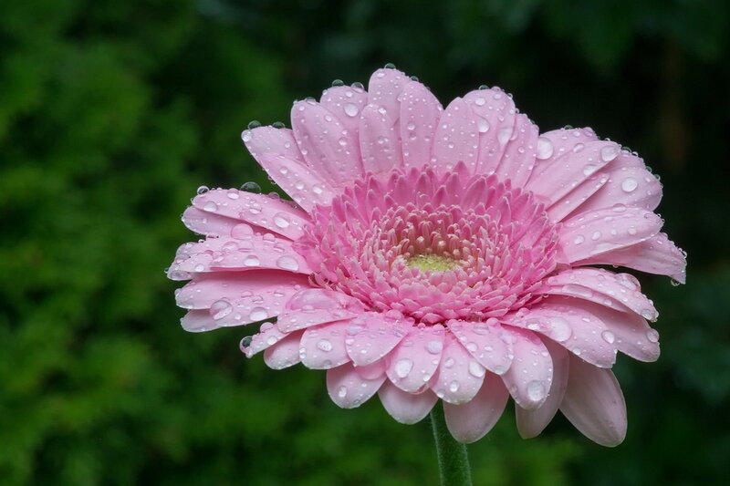 Pink Gerbera Daisy — Serene, Photograph, Water Droplets
