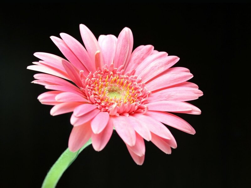 Pink Gerbera Daisy — Serene