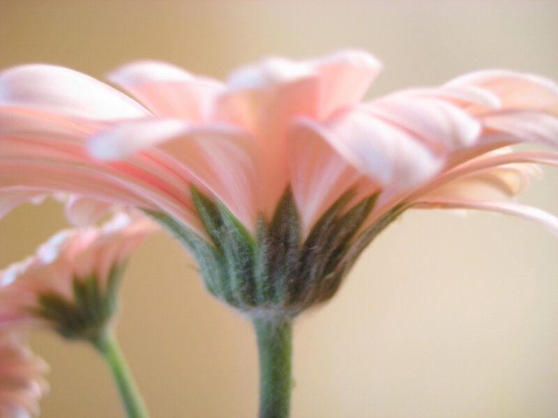 Pink Gerbera Daisy — Soft, Photograph