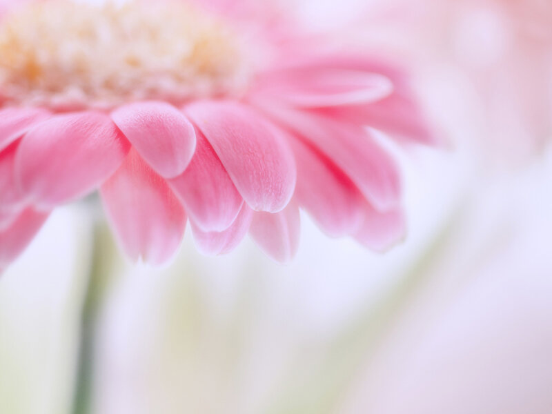 Pink Gerbera Daisy — Soft