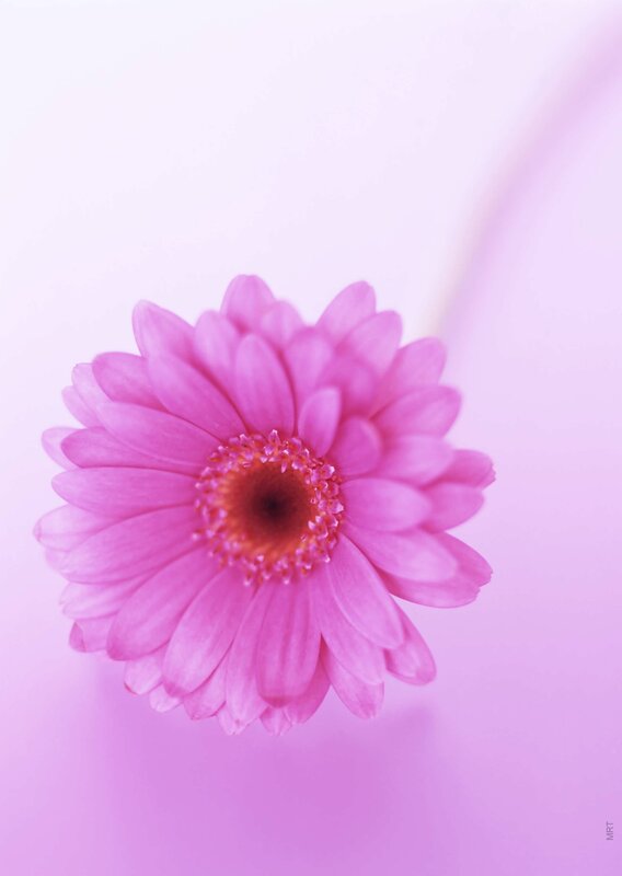 pink gerbera daisy