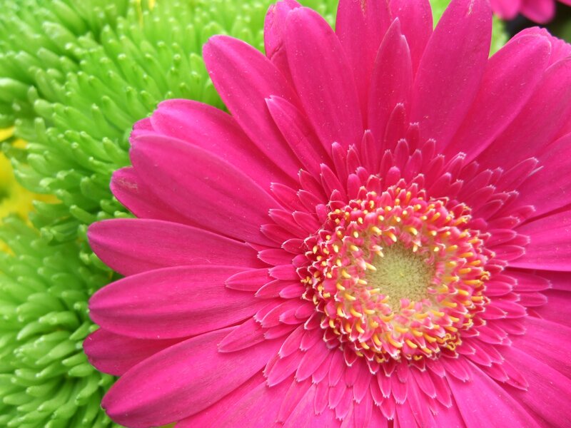 Pink Gerbera Daisy — Vibrant, Afternoon