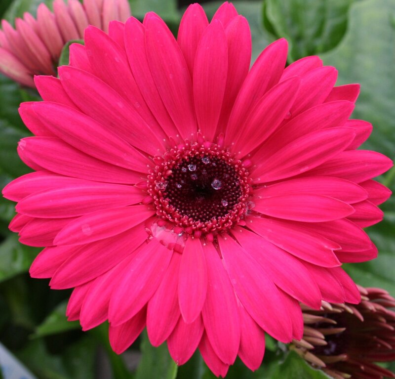 Pink Gerbera Daisy — Vibrant, Photograph, Flower, Green Leaves