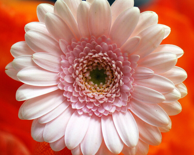 Pink Gerbera Daisy — Vibrant, Photograph, Flower, Petals, Center