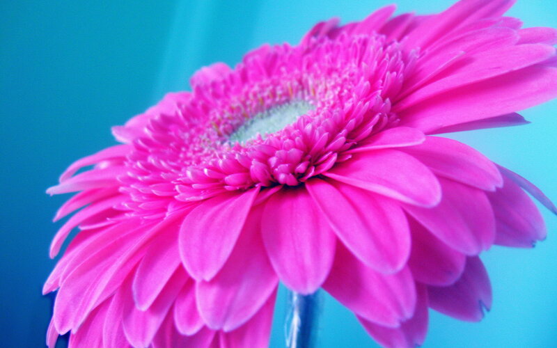 Pink Gerbera Daisy — Vibrant, Photograph, Flower, Stem