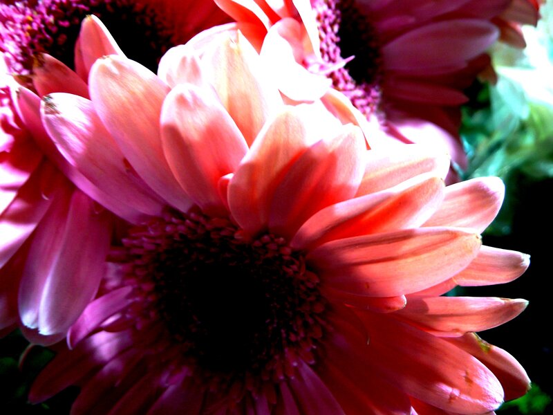 Pink Gerbera Daisy — Vibrant, Photograph, Flower