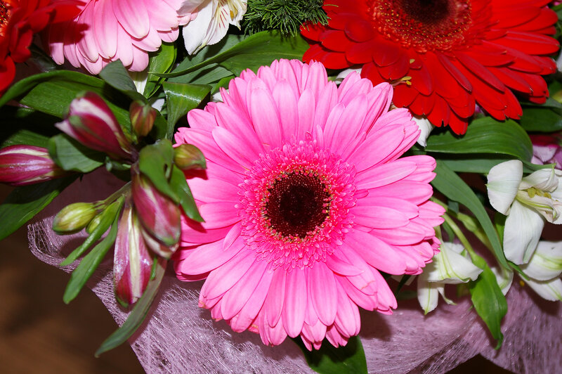 Pink Gerbera Daisy — Vibrant, Photograph, Red Flower