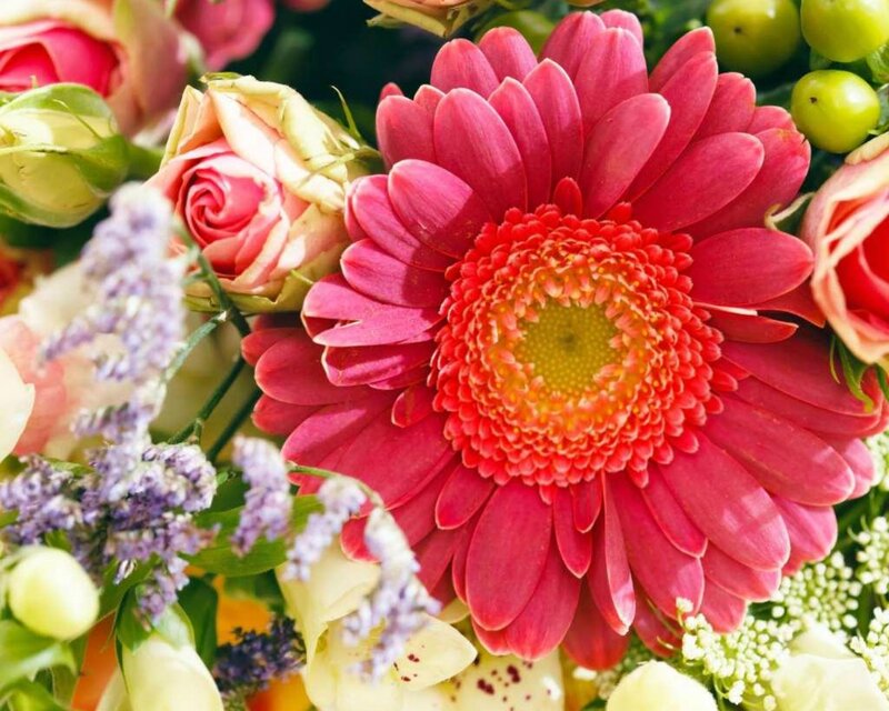 Pink Gerbera Daisy — Vibrant, Photograph, Roses, Lavender