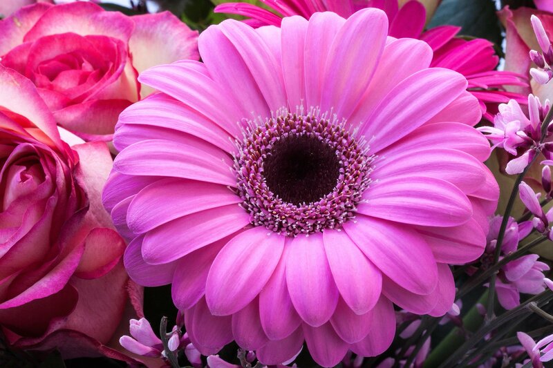 Pink Gerbera Daisy — Vibrant, Photograph, Roses