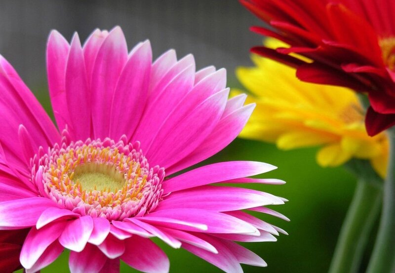 Pink Gerbera Daisy — Vibrant, Photograph