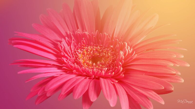 Pink Gerbera Daisy — Vibrant