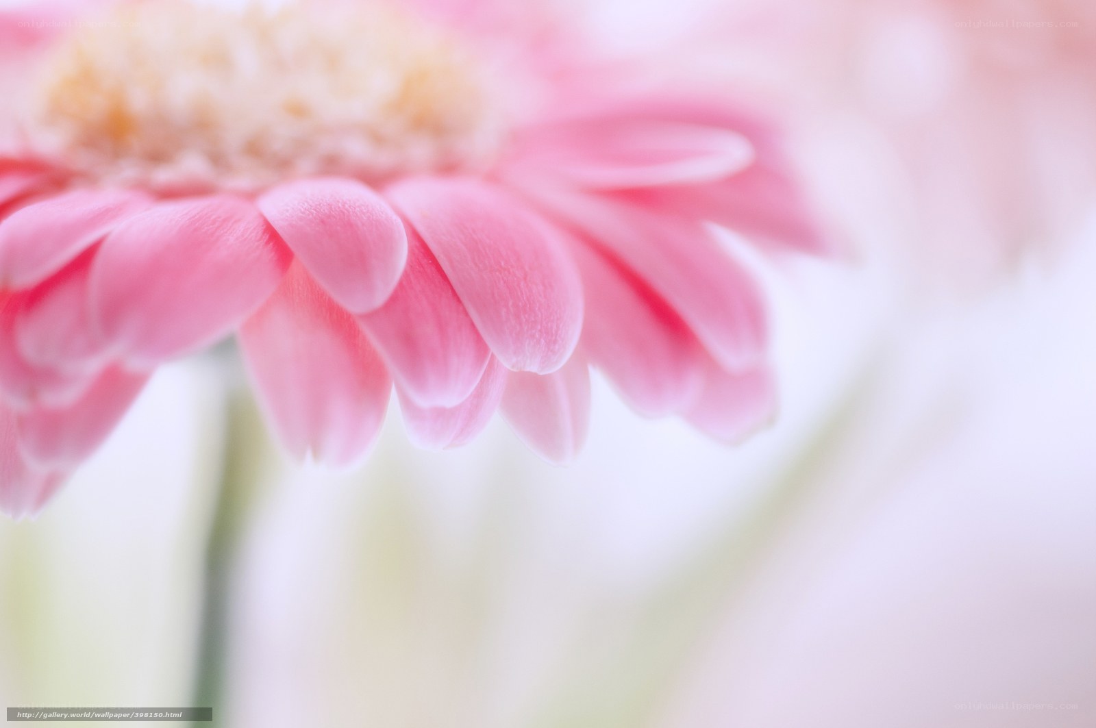 Pink Gerbera Flower