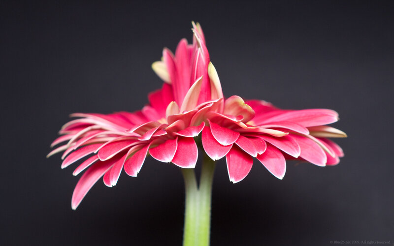 Pink gerbera flower