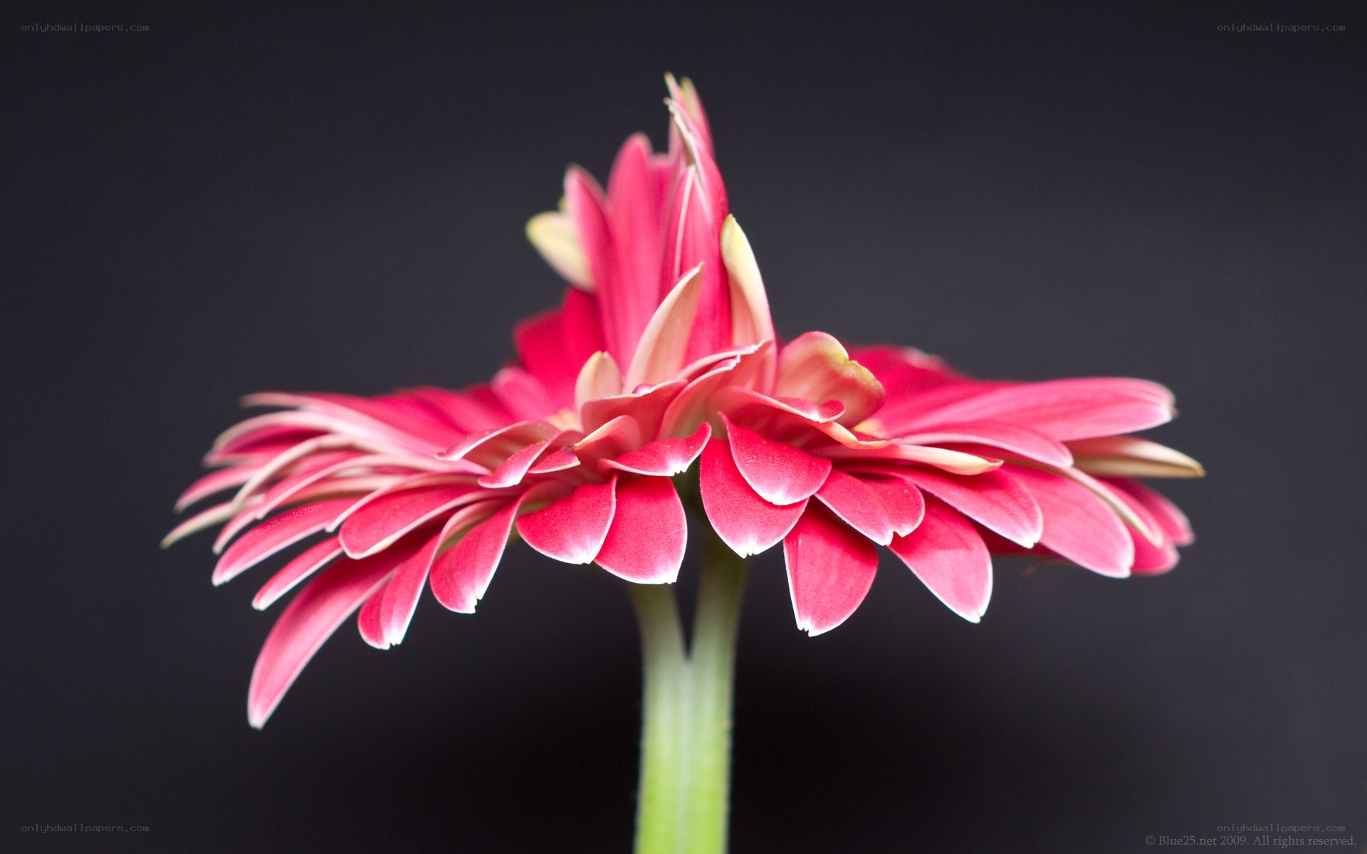 Pink gerbera flower