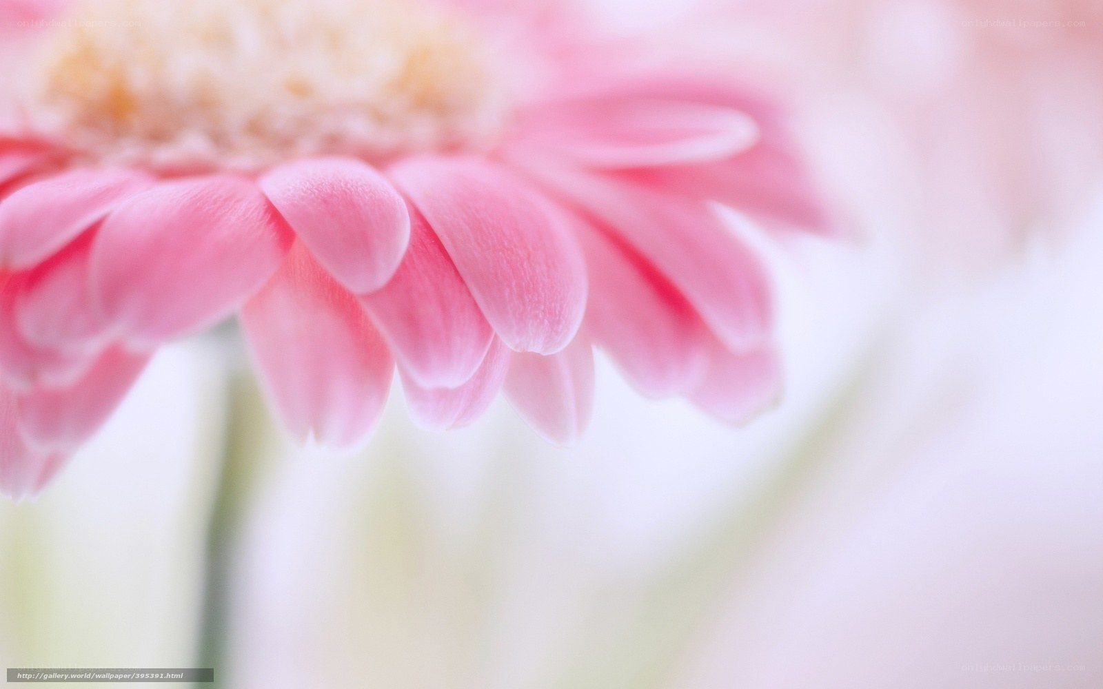 Pink Gerbera Flower