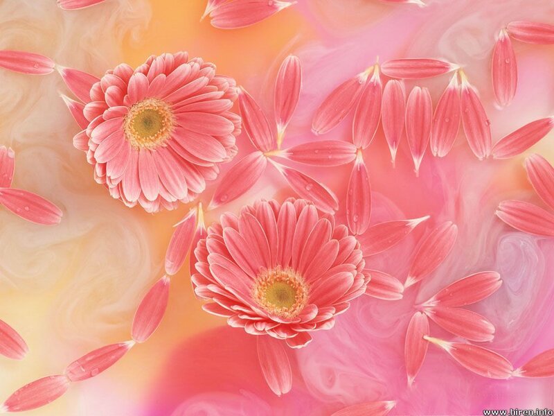 Pink Gerbera Flowers