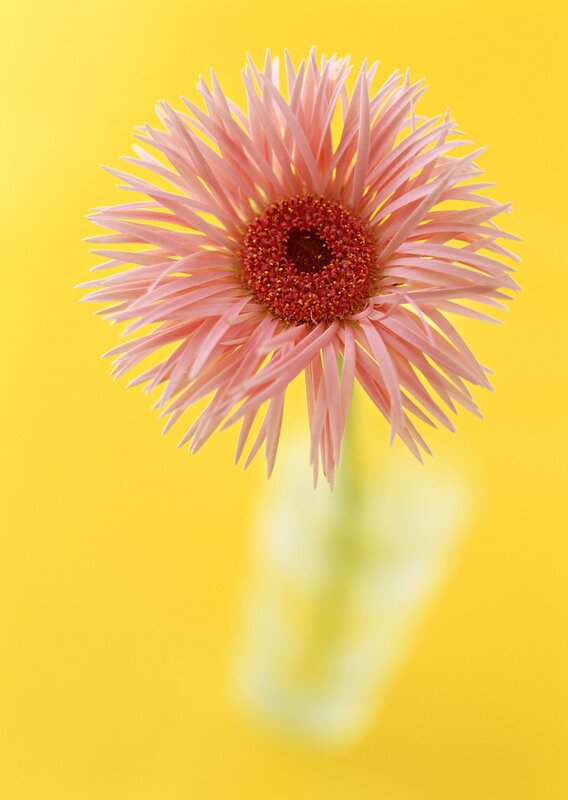 Pink gerbera on yellow