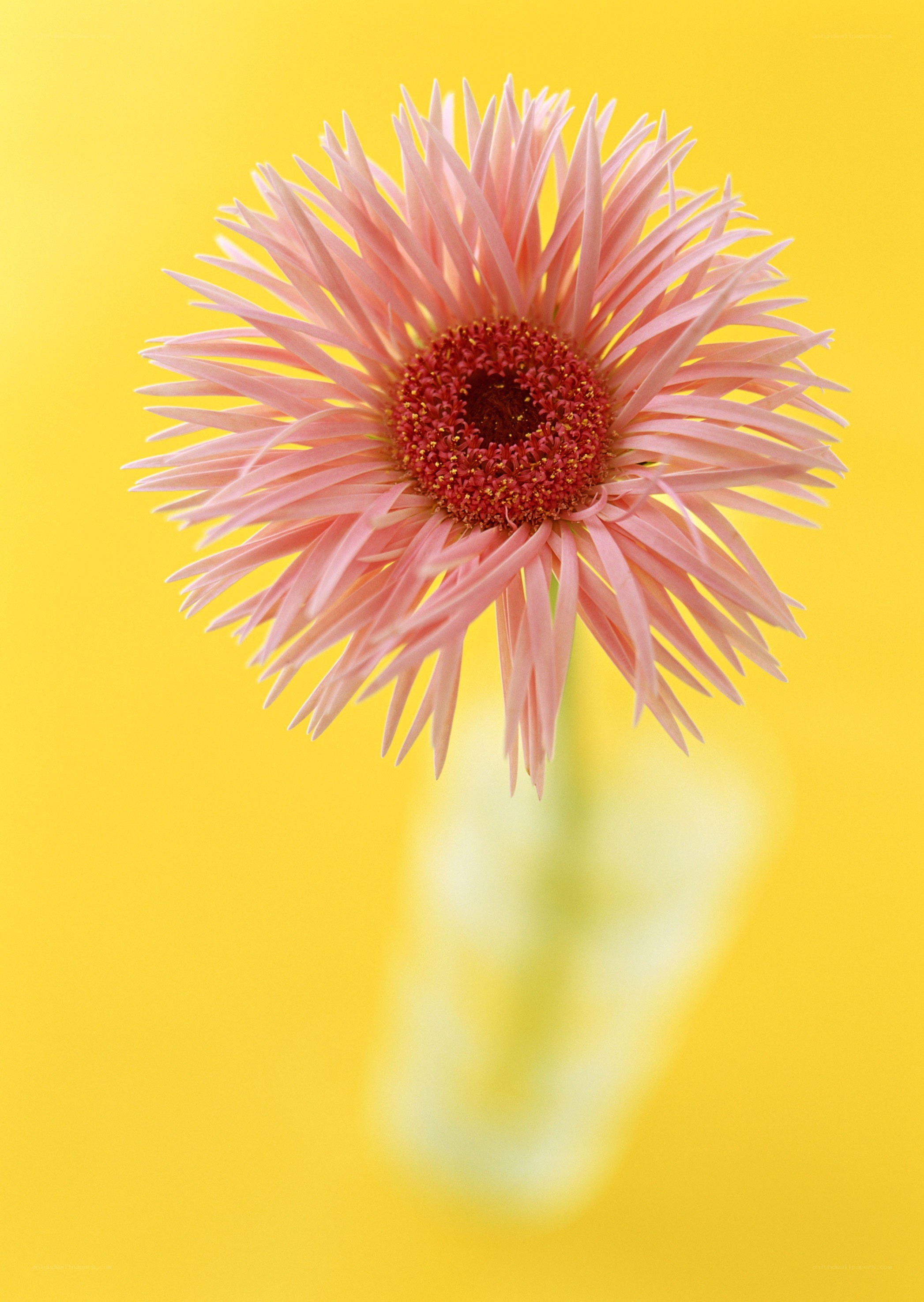 Pink gerbera on yellow