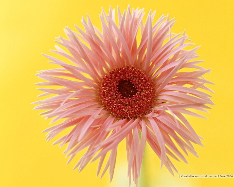 Pink gerbera on yellow