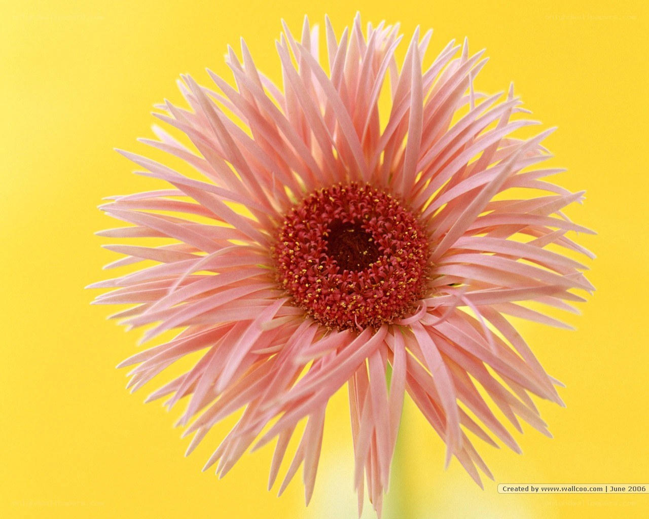 Pink gerbera on yellow