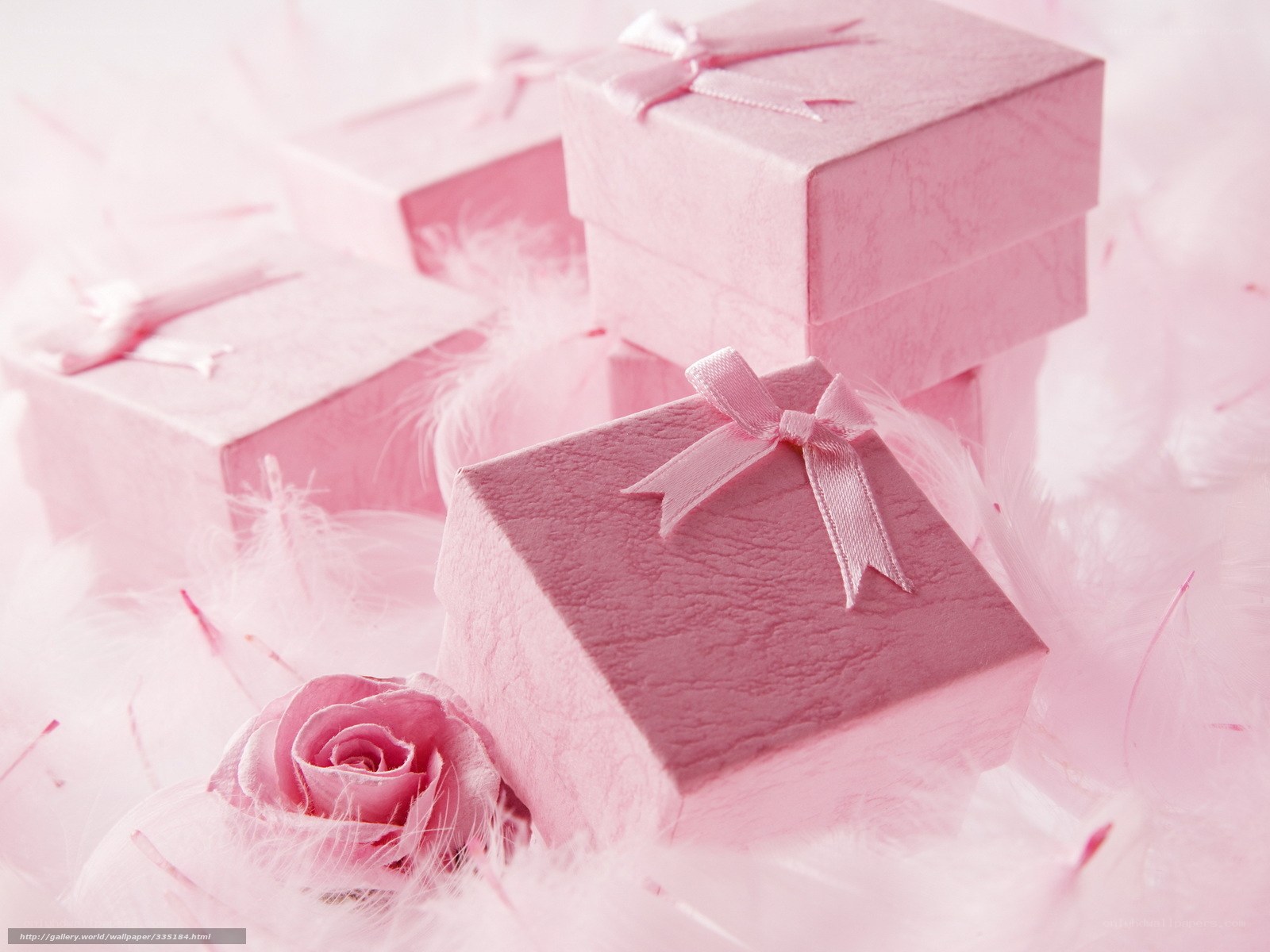 Pink gift boxes with rose