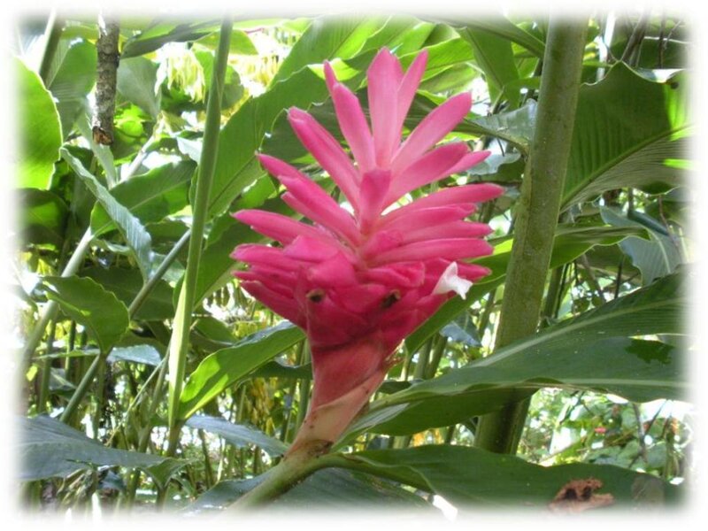 Pink Ginger Flower — Natural