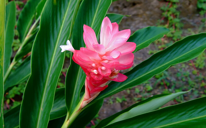 Pink Ginger Flower